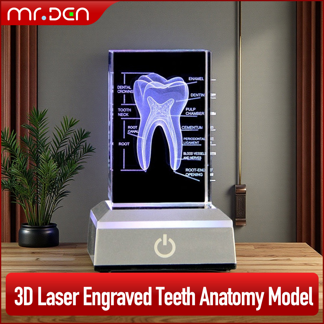 Dental 3D Laser Engraved Human - Paper Weight Crystal ulasan dan harga